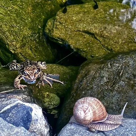 Goldspecht - Boho Apartment